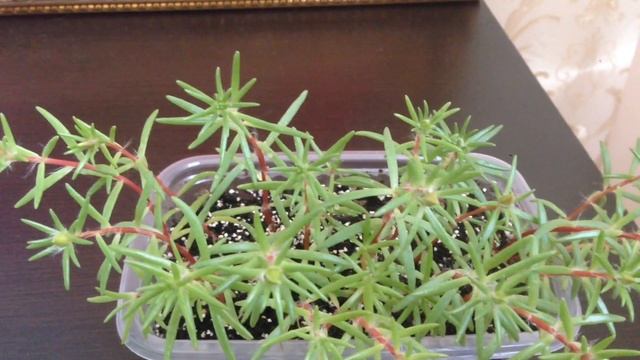 Портулак, от всходов до цветения