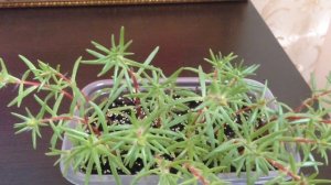 Портулак, от всходов до цветения