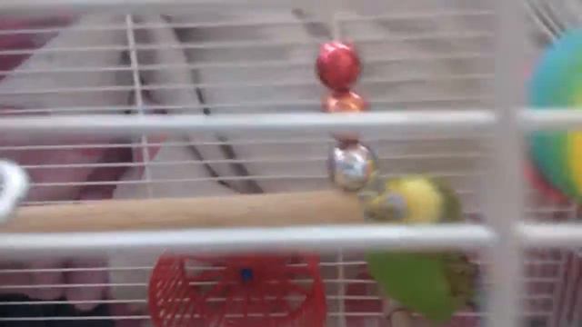 Яша показывает его любимую игрушку смотреть онлайн