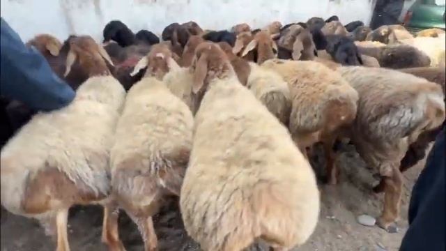 БУҚА БОЗОР ГУСФАНД ГУШТ ТАРБУЗ САБЗИ КАРТОШКА ПИЙОЗ АНА БОЗОРҶОН ШАНБЕБОЗОР К сентября 2023 г. смотреть онлайн
