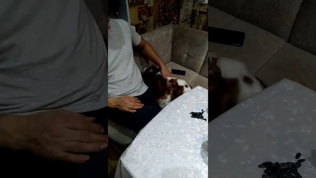 Кавалер Кинг Чарльз спаниель ест семечки от Мартина смотреть онлайн