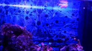 Рыбки клоун в морском аквариуме