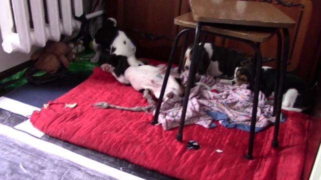 Щенки Бигль (Beagle) смотреть онлайн