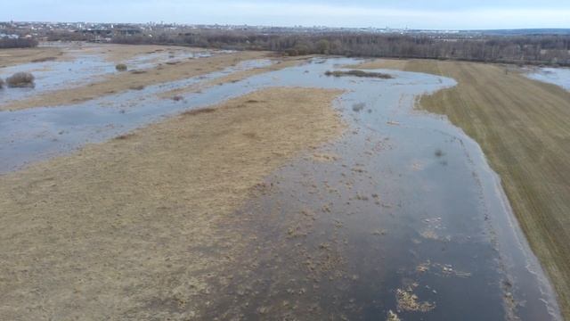 Чайки и утки в природе смотреть онлайн