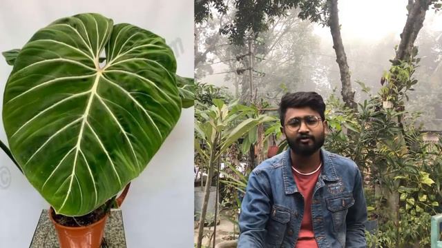Cool Low Maintenance Houseplants Review for Beginners - Rare Easy plants indoor | A Garden Cat EP-3 смотреть онлайн