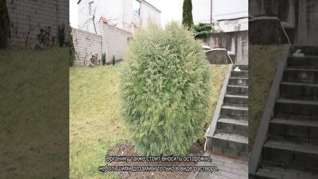 Туя Глобоза (Globosa) западная шаровидная — описание смотреть онлайн