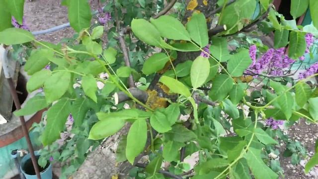 ОБРЕЗКА ГРЕЦКОГО ОРЕХА ДЛЯ ПОЛУЧЕНИЯ ЧЕРЕНКОВ. смотреть онлайн