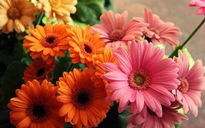 Гербера РЕЛАКС АРТ-ТЕРАПИЯ ИМПРОВИЗАЦИЯ композитор Виктор Анохин #музыка #piano #instrumental #цветы