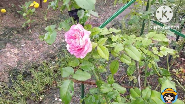 Beautiful Julie Andrieu rose in my backyard garden смотреть онлайн