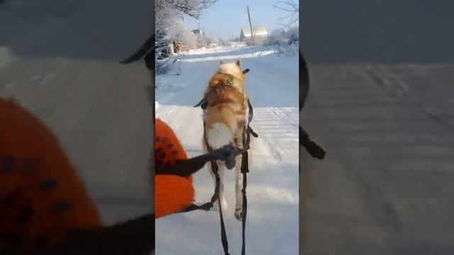 Хаски Дей в упряжке 10 день. Дрессировка на упряжку смотреть онлайн