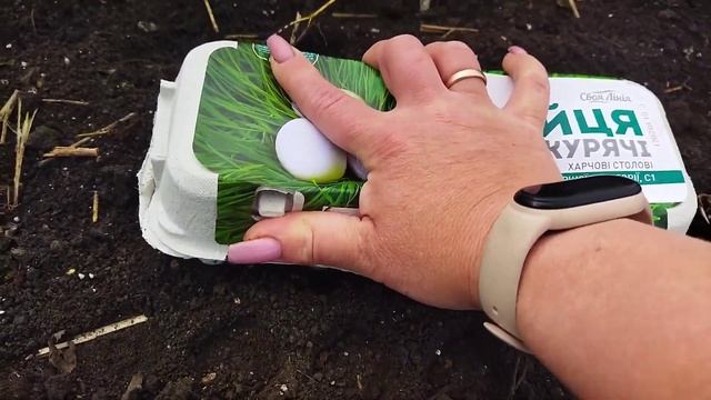 Как сажать редис. Редис высадка в грунт. ??☺️ смотреть онлайн