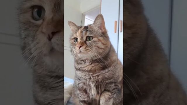 Просто грустный кот