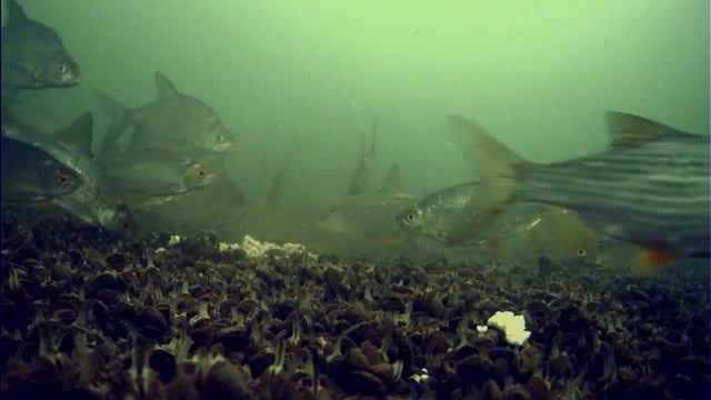 ДОБАВЬ ЭТИХ СЕМЯН В ПРИКОРМКУ! Зимняя прикормка на Леща и Плотву! Подледная съемка