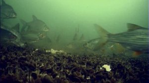 ДОБАВЬ ЭТИХ СЕМЯН В ПРИКОРМКУ! Зимняя прикормка на Леща и Плотву! Подледная съемка