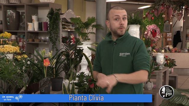 Pianta Clivia (Un giorno, un fiore 8 Marzo 2022) смотреть онлайн