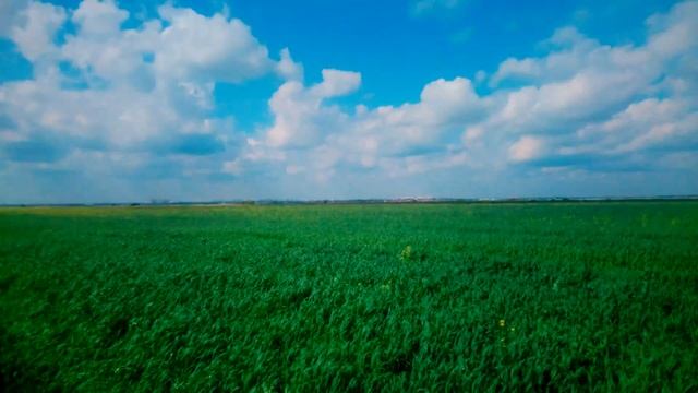 поездка в поле, Река Гжёлка, огромные заросли полевых цветов смотреть онлайн