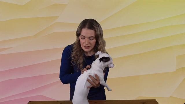 Как правильно снять мерки для шлейки круглого сечения смотреть онлайн
