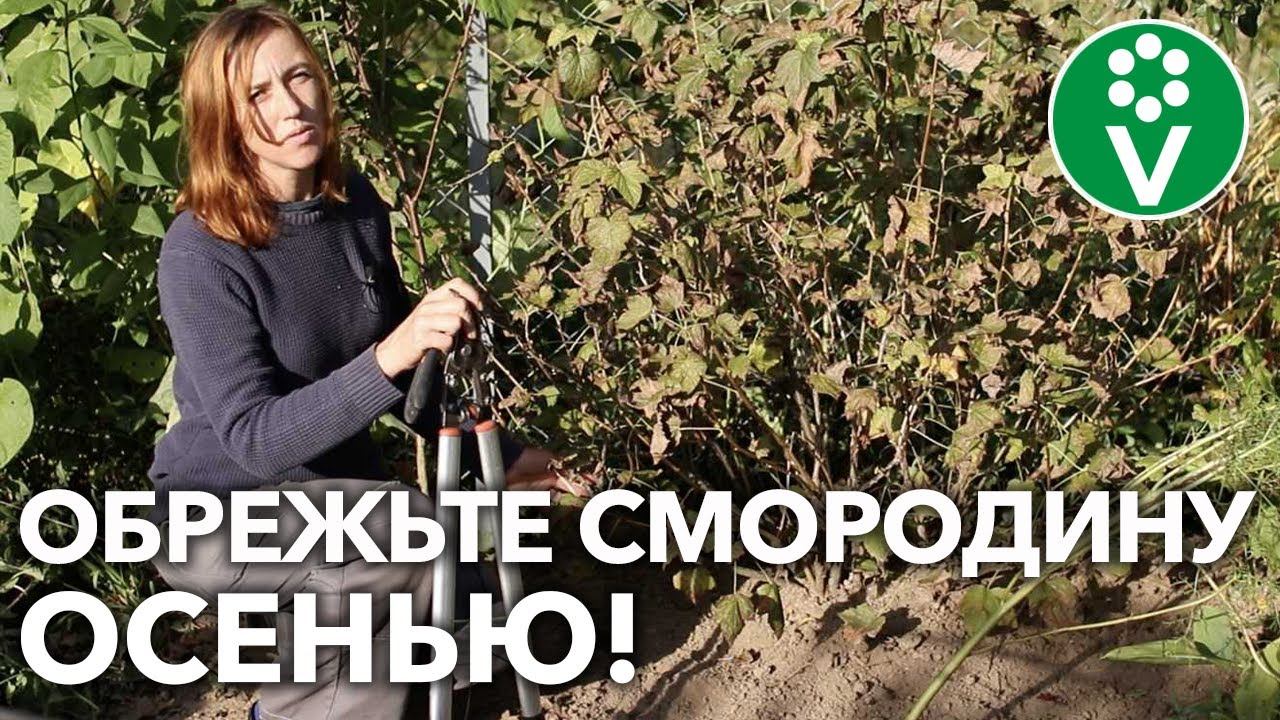 КУСТЫ СМОРОДИНЫ ПЛОДОНОСЯТ ЛУЧШЕ ПРИ ТАКОЙ ОБРЕЗКЕ ОСЕНЬЮ! смотреть онлайн