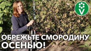 КУСТЫ СМОРОДИНЫ ПЛОДОНОСЯТ ЛУЧШЕ ПРИ ТАКОЙ ОБРЕЗКЕ ОСЕНЬЮ!