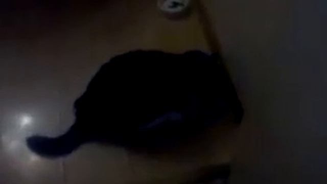 ролик про кота смотреть онлайн