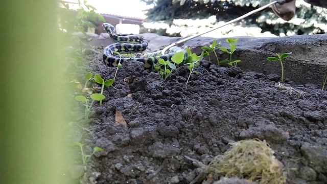 Ковровый питон на прогулке смотреть онлайн