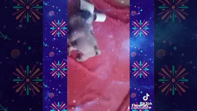 мопсовеселье смотреть онлайн