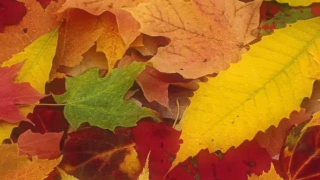Roman Wasser - Autumn смотреть онлайн