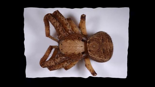 Xysticus luctator female 3D model смотреть онлайн