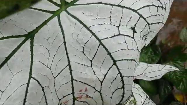 Caladium 'White Christmas' (Angel Wings) - Tough Hardy Caladium Plant