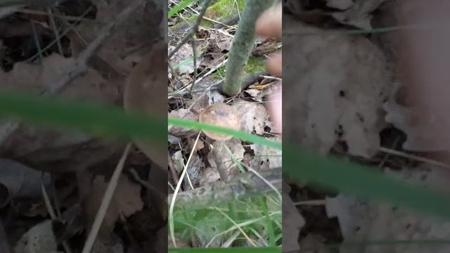 подберезовики, подосиновики, серые подосиновики на одной поляне! смотреть онлайн