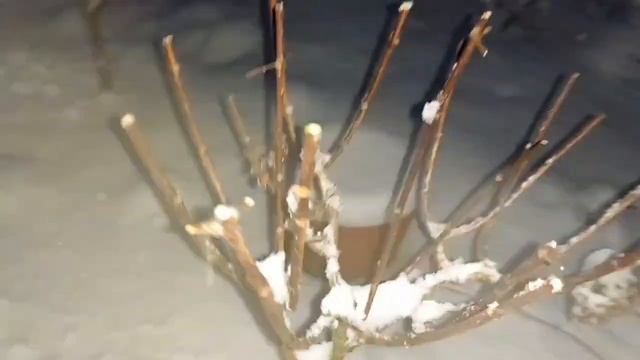 Обрезка гортензий зимой. Обрезка гортензии на штамбе. 1 часть. 7-11.12.2022 смотреть онлайн
