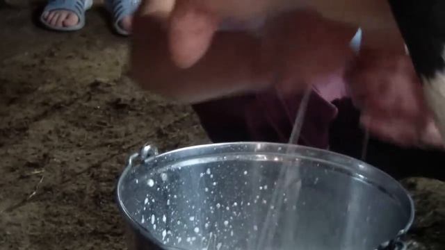 How to milk a cow by hand/ Молоко от коровы смотреть онлайн