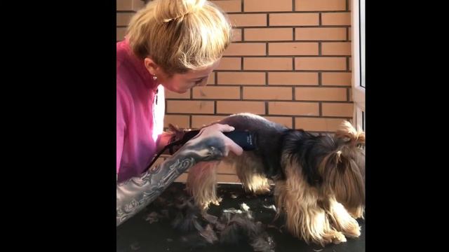 Стрижка Йорка . смотреть онлайн