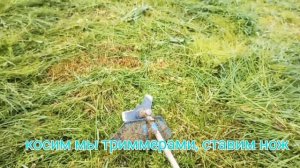 Заготовка сена триммерами  #триммер #сенокос #деревня