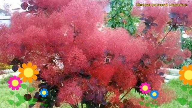 Скумпия кожевенная на штамбе Фоллис Пурпуреус. Краткий обзор cotinus coggygria Follis Purpureis смотреть онлайн