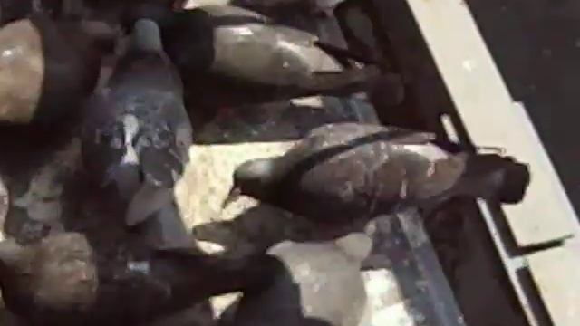 Радиоактивная рыбка часть-2. смотреть онлайн