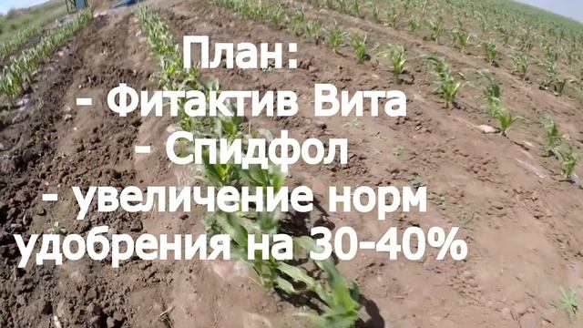Сахарная кукуруза -серия 10. Метелка. Влияние приморозков на кукурузу. Ранняя сахарная кукуруза смотреть онлайн