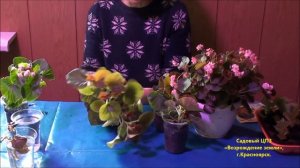 Как размножить вечноцветущую  бегонию?