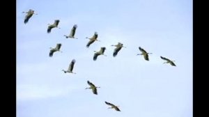 Аркадий Северный  - Журавли