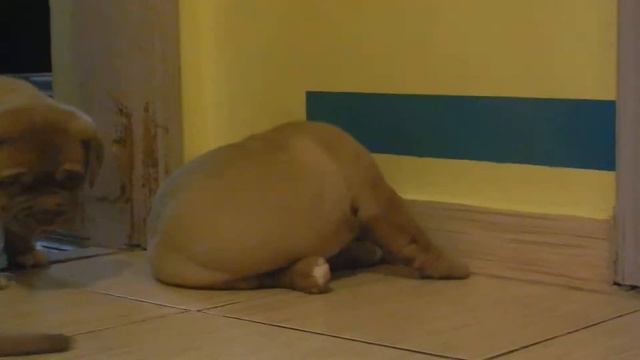 Dogue de bordeaux puppies / Щенки бордоского дога смотреть онлайн