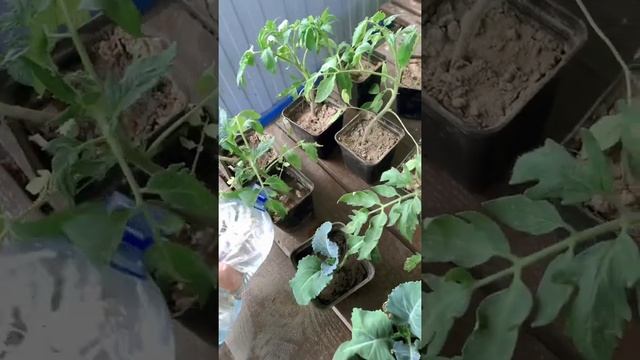 Немного о работе агронома смотреть онлайн