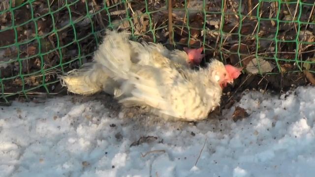 Температура содержания несушек смотреть онлайн