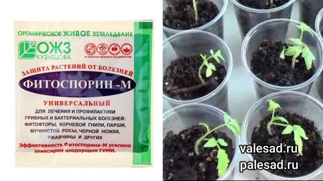 ФИТОСПОРИН: как развести и усилить действие биопрепарата! смотреть онлайн