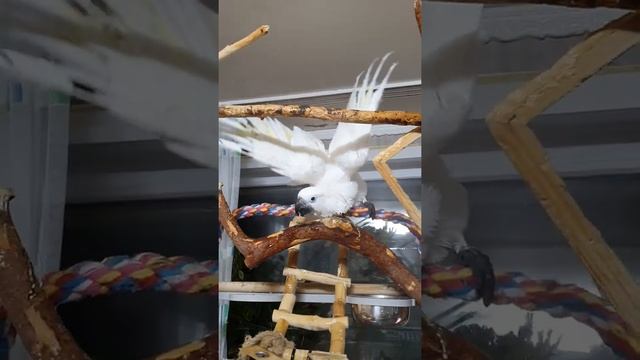 Какаду Альба купается, какаду альба играет с ребенком смотреть онлайн