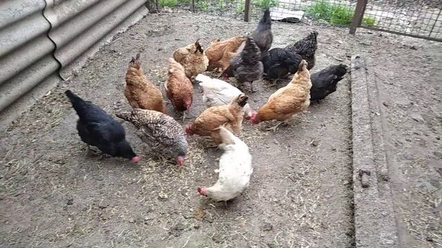 Ужин кур. Старые куры несушки