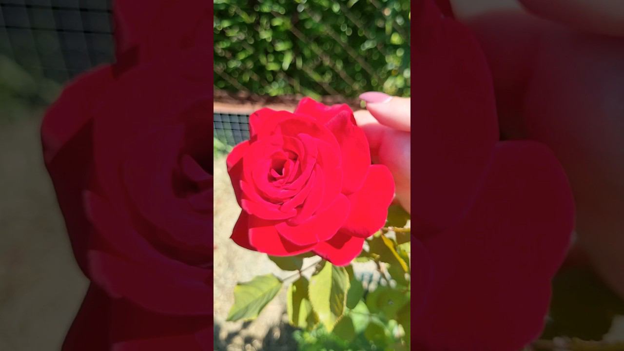 #красивая красная #роза пришла как пересорт, пахнет духами, #цветы крупные.