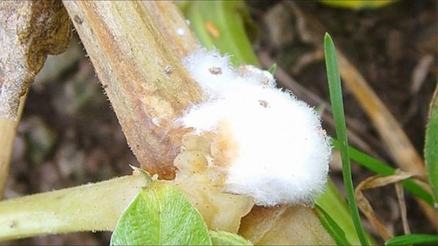 Болезни огурцов. Белая гниль смотреть онлайн