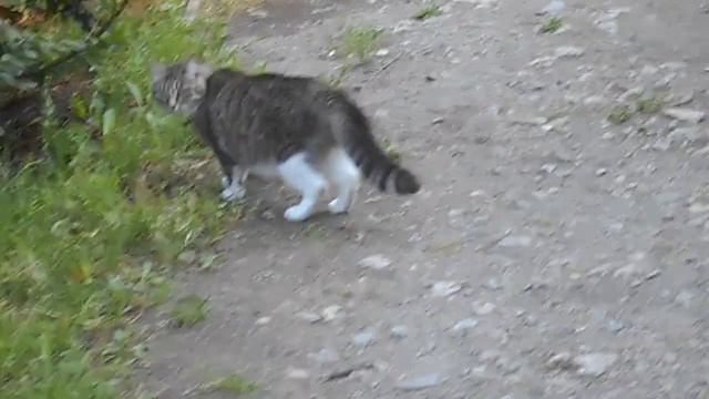 Много слева, много справа Всяких неприятностей! Топ-10 самых безобидных животных и Кошечка Муся . смотреть онлайн