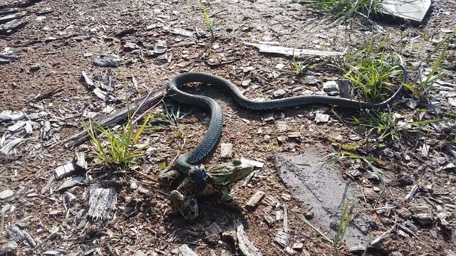 Лягуш vs уж. смотреть онлайн