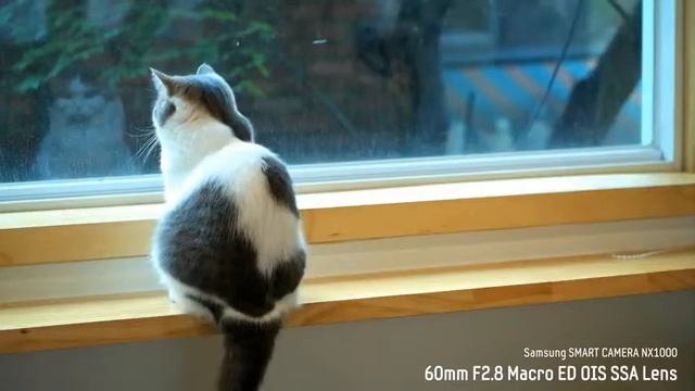 Cámara Samsung NX1000: Gato y pajaro смотреть онлайн